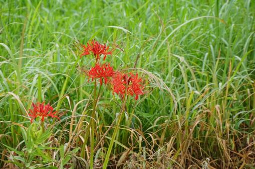 彼岸花 彼岸花 彼岸花,植物,花の写真素材