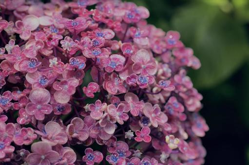 自然の中で輝く紫陽花 自然の中で輝く紫陽花の写真