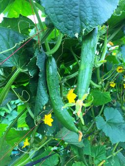 Cucumber Vegetable Flower Cucumber Salad Fukaya City Summer Agriculture Cucumber Vegetable Flower Cucumber Salad Fukaya City Summer Agriculture