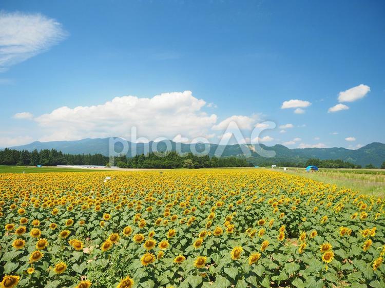 満開のひまわり畑 ひまわり畑,花畑,ヒマワリの写真素材