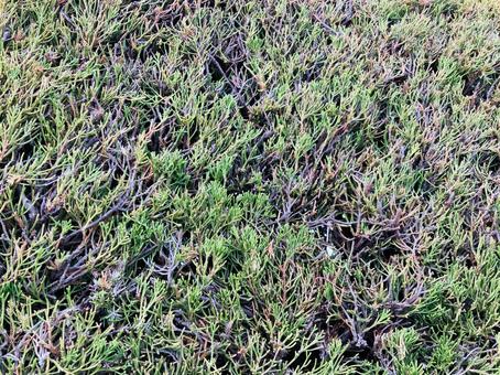 剪定された植え込み植物 剪定された植え込み植物の写真