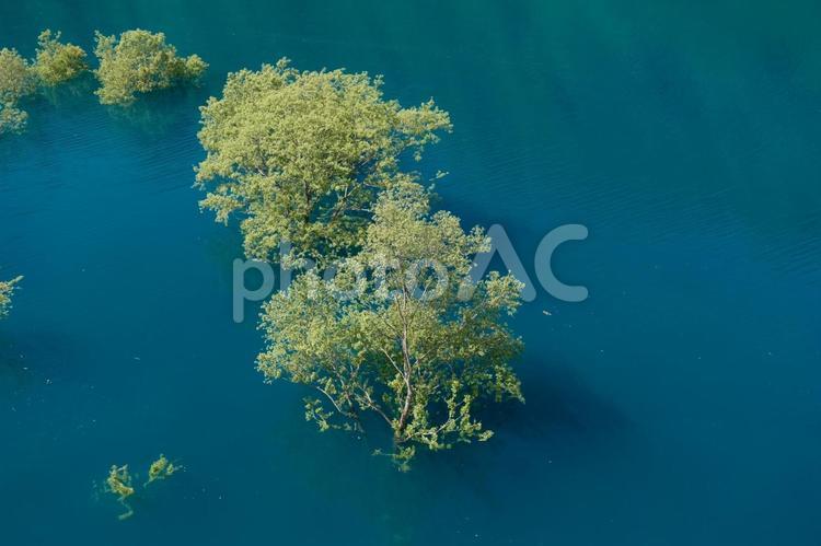 鎧畑ダム　秋扇湖の水没林の風景 水没林,秋扇湖,鎧畑ダムの写真素材