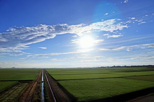 早朝の夏空と田園風景 早朝の夏空と田園風景 夏空,田園風景,水田の写真素材