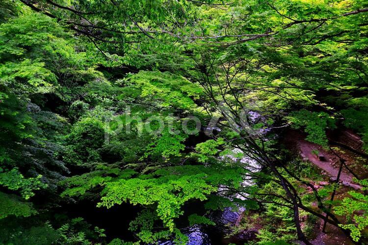 山深い緑の新緑と渓流 緑,新緑,渓流の写真素材