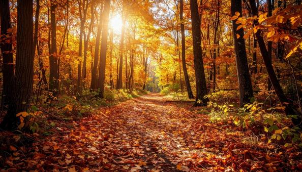 秋のイメージの背景画像 紅葉 野原 公園 秋のイメージの背景画像 紅葉 野原 公園の写真