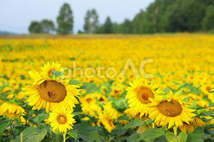 美瑛のひまわり畑 ひまわり,ヒマワリ,ひまわり畑の写真素材