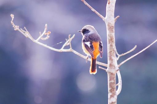 枝に止まるジョウビタキの雄 枝に止まるジョウビタキの雄の写真