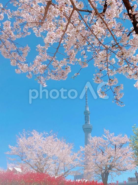 満開の桜　隅田川 東京スカイツリー,桜,さくらの写真素材
