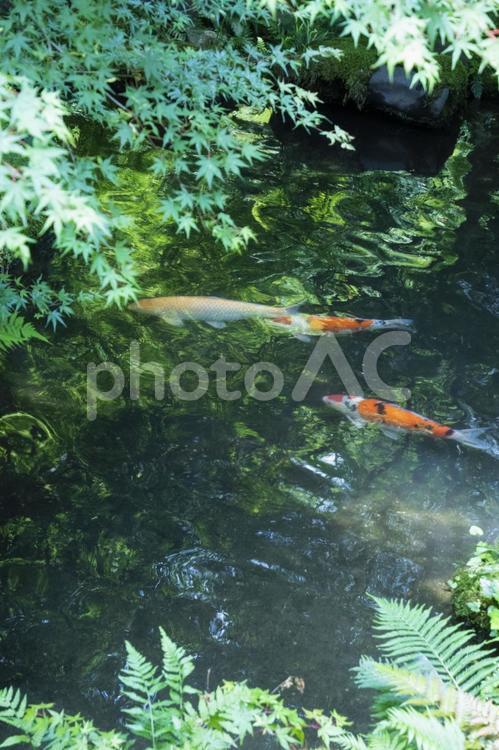 池の錦鯉 錦鯉,池,青紅葉の写真素材