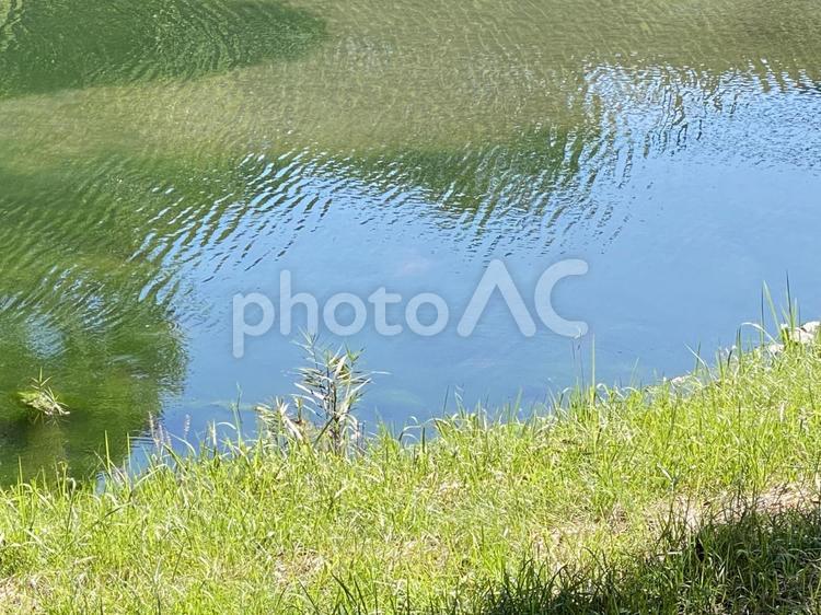 池のほとり 池,草,風景の写真素材