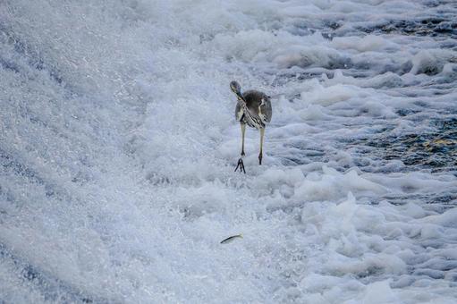 アオサギの狩り(27) 鳥,野鳥,アオサギの写真素材