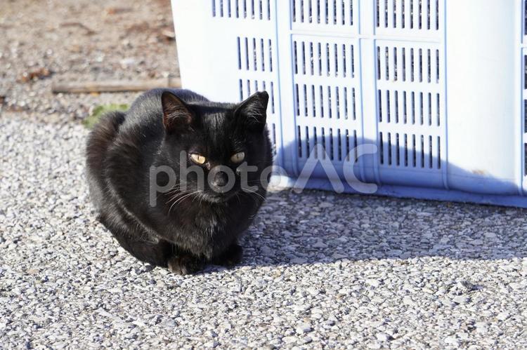 漁港の野良猫 cat,こねこ,かわいいの写真素材