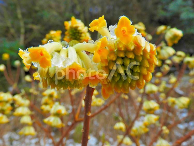 ミツマタの花2 ミツマタ,黄色い花,季節の花の写真素材
