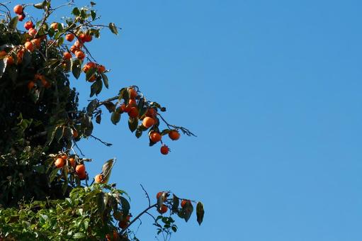 たわわに実った柿 たわわ,実,柿の写真素材