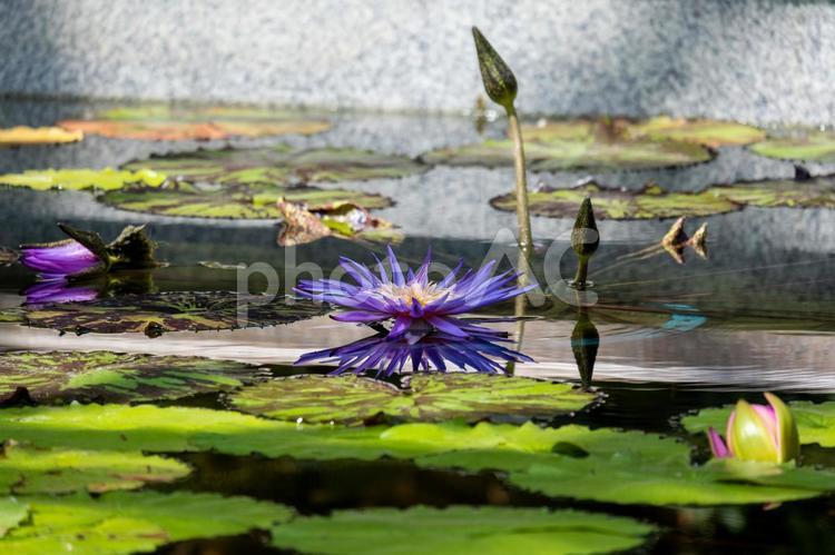 風景素材　鮮やかな睡蓮の花 風景,睡蓮,スイレンの写真素材