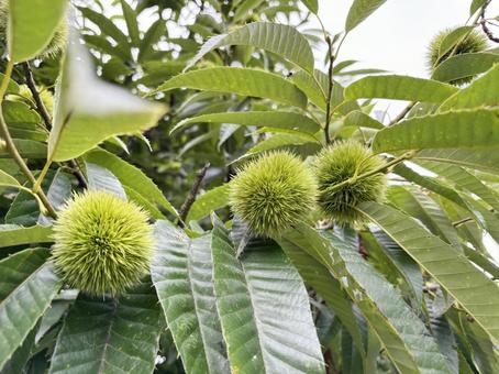 栗の木 栗の木 くり,栗,いがぐりの写真素材