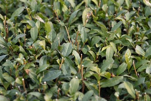 冬に剪定された茶畑 冬に剪定された茶畑 茶畑,剪定,茶の写真素材
