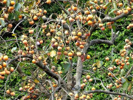 郊外の住宅で鈴なりの柿の実・アップ 柿,植物,実の写真素材