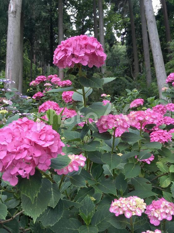 杉林の中で赤紫色に咲くアジサイの花です。 紫陽花,赤紫色,杉林の写真素材