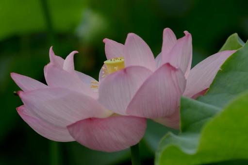 lotus, JPG lotus, JPG