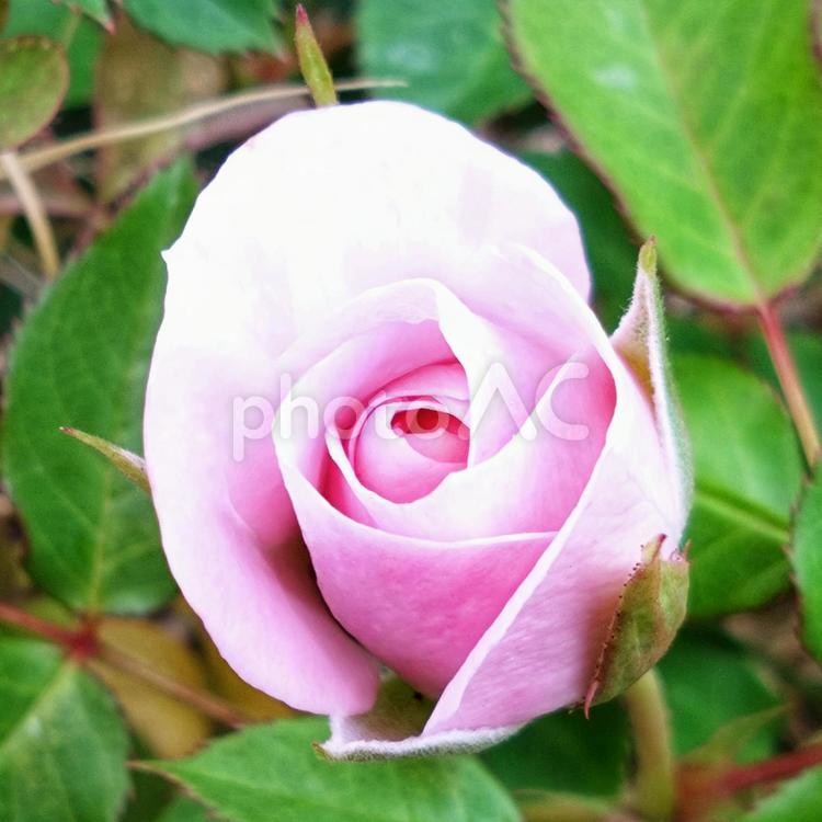  優しくほころぶ春のピンク薔薇　初々しい 薔薇,バラ,ピンクの花の写真素材