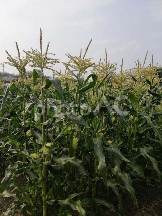 とうもろこし畑 とうもろこし,花,畑の写真素材