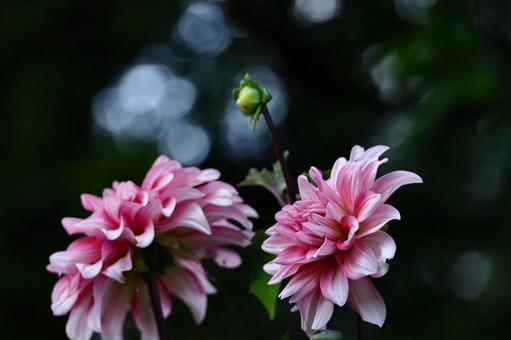 色鮮やかな大輪 色鮮やかな大輪 ダリア,花,キク科の植物の写真素材
