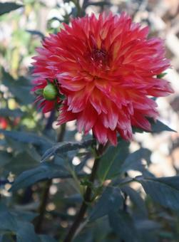 メキシコ生まれ ダリア,花,flowerの写真素材