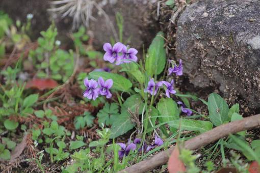 すみれ すみれ,花,きれいの写真素材