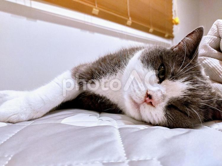 ベッドで横になりこちらを見つめる猫 生き物,動物,猫の写真素材