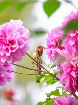 カマキリとダリア 花,フラワー,自然の写真素材