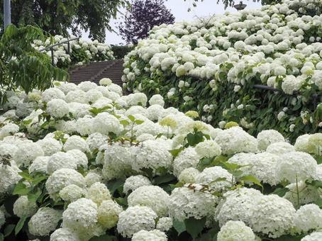 hydrangea, JPG