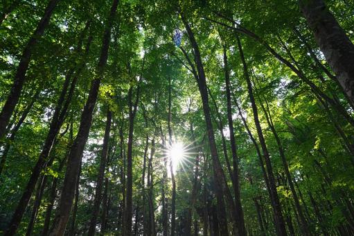 森の中の光 森の中の光 光条,森,森林の写真素材