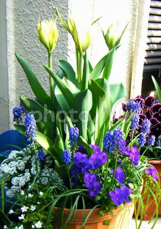 爽やかな寄せ植え 春,花,３月の写真素材