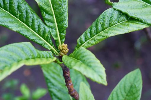 枇杷の花芽 枇杷の花芽 花,植物,色の写真素材
