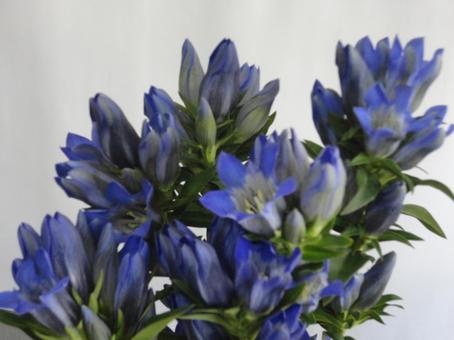 秋を告げる花|凛と咲く、リンドウ 秋を告げる花|凛と咲く、リンドウ リンドウ,秋,山野草の写真素材