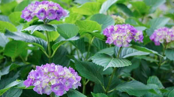 Photo, hydrangea, purple, thin purple, 