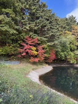 晩秋の大沢の堤の紅葉 大沢の堤,信州,松本市の写真素材