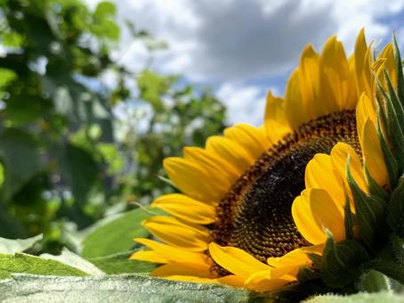 家庭菜園とヒマワリ 家庭菜園とヒマワリの写真