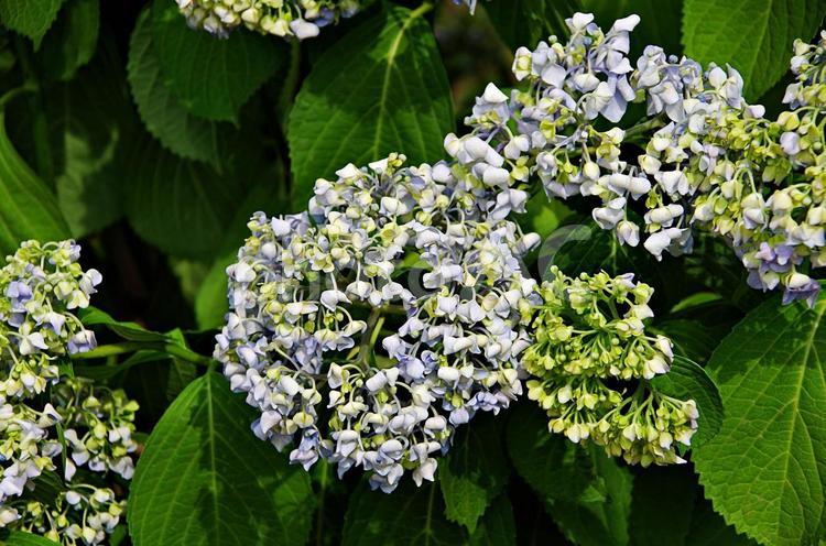 アジサイの季節 アジサイ,紫陽花,鮮やかの写真素材