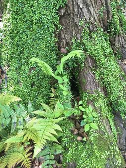 苔むした木とシダ植物 苔,森林,シダ植物の写真素材