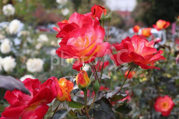 陽に当たると色が変わる薔薇、チャールストン チャールストン,フランス産,薔薇の写真素材