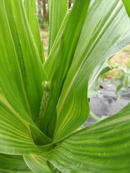とうもろこしの雄穂 とうもろこし,野菜,畑の写真素材
