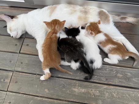 母猫と5匹の子猫 ねこ,こねこ,授乳の写真素材