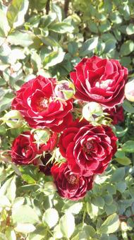 薔薇 薔薇の写真