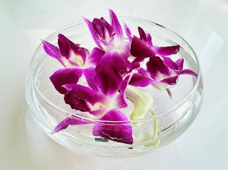 デンファレ 飾蘭花 デンファレ 飾蘭花 デンファレ,飾蘭花,パープルの写真素材