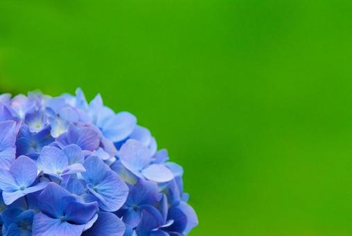 アジサイ11 アジサイ11の写真