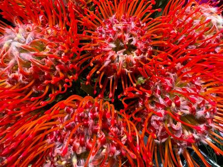 ピンクッション ピンクッション ピンクッション,花,赤の写真素材