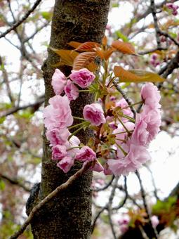 街中の川沿いで咲き始めた八重桜 街中の川沿いで咲き始めた八重桜 八重桜,サクラ,花びらの写真素材