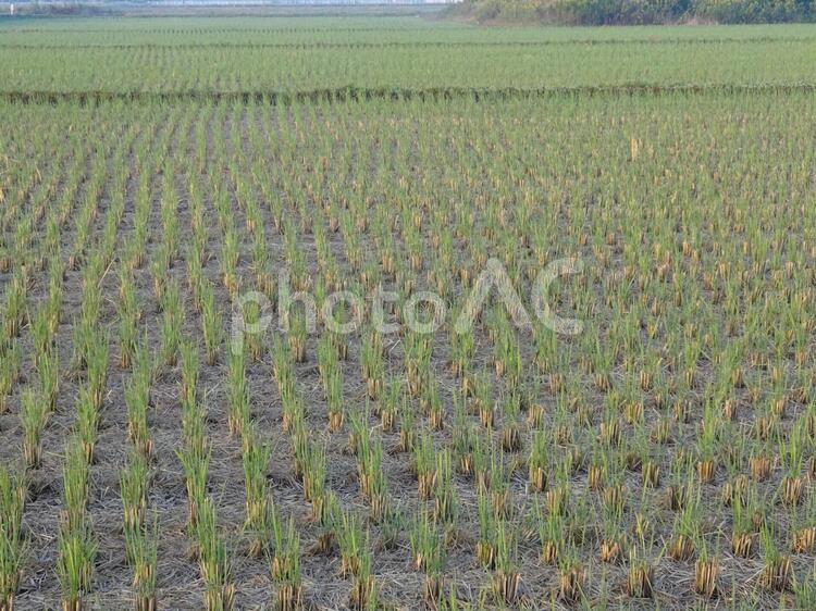 稲刈り後 自然,環境,農地の写真素材